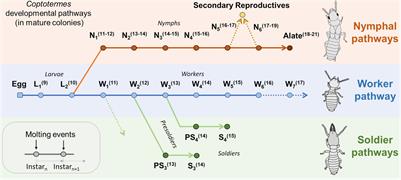 Life and Death of Termite Colonies, a Decades-Long Age Demography Perspective